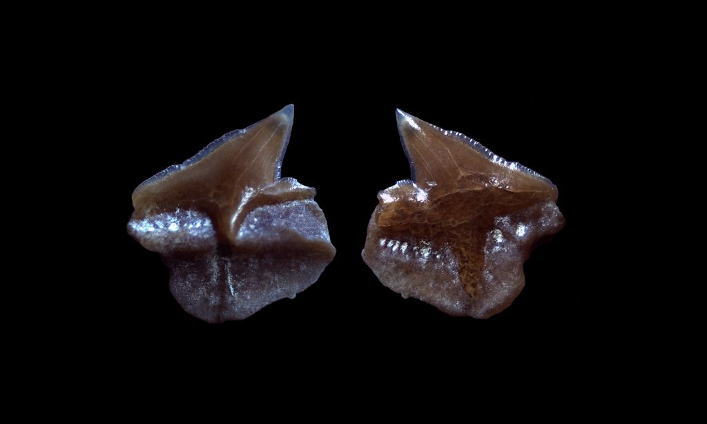 Obere Meeresmolasse der Schweiz Haie und Rochen der Molasse