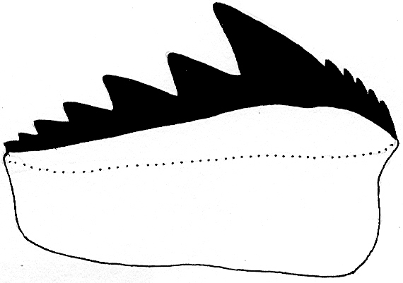 Hexanchiformes Haie und Rochen der Molasse