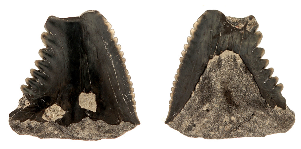 Hemipristis serra