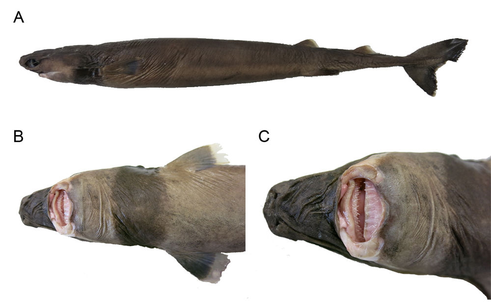 Isistius triangulus Haie und Rochen der Molasse