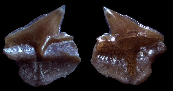 Centrophorus sp. Haie und Rochen der Molasse