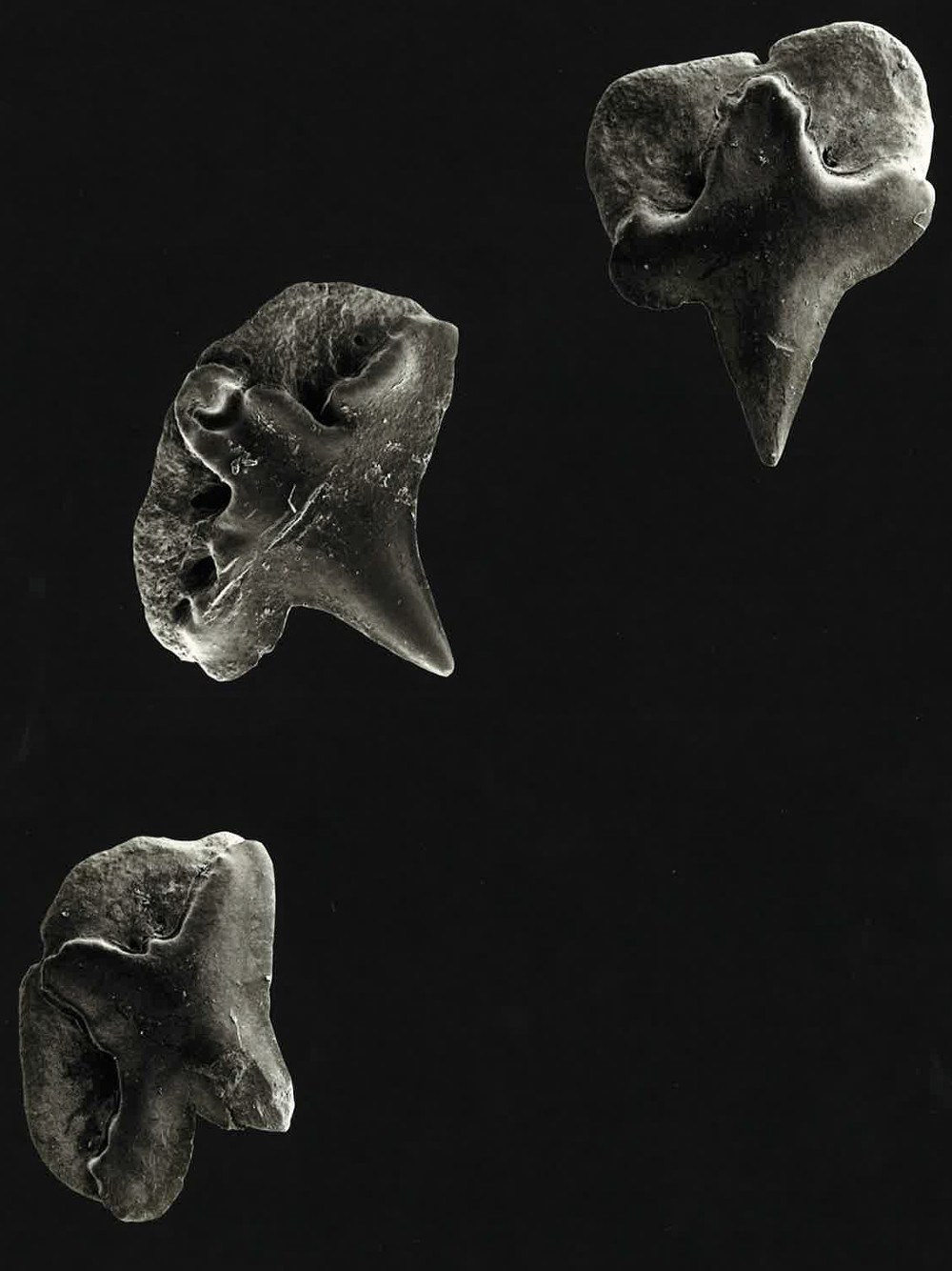 Deania sp. Haie und Rochen der Molasse