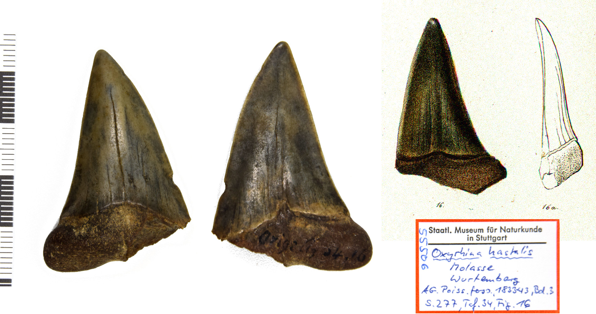 Carcharodon hastalis Haie und Rochen der Molasse