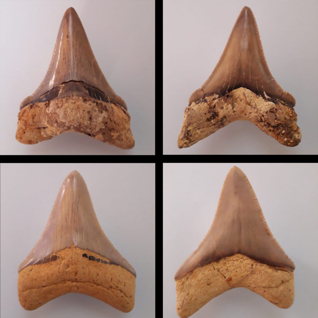 Otodus (Megaselachus) chubutensis Haie und Rochen der Molasse