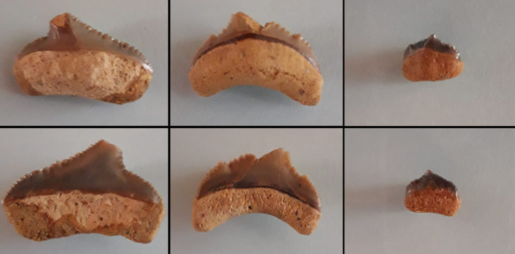 Otodus (Megaselachus) chubutensis Haie und Rochen der Molasse