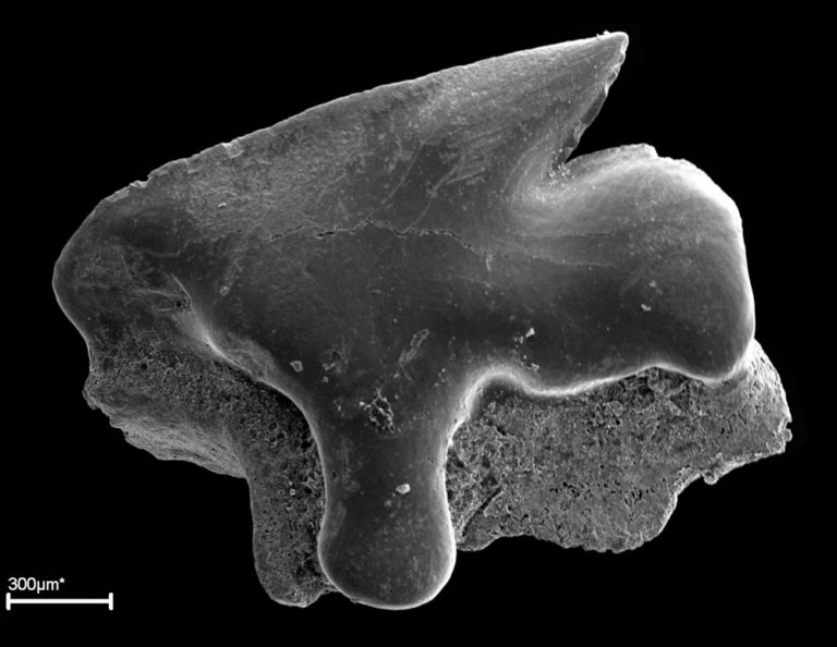 Squalus sp. Haie und Rochen der Molasse