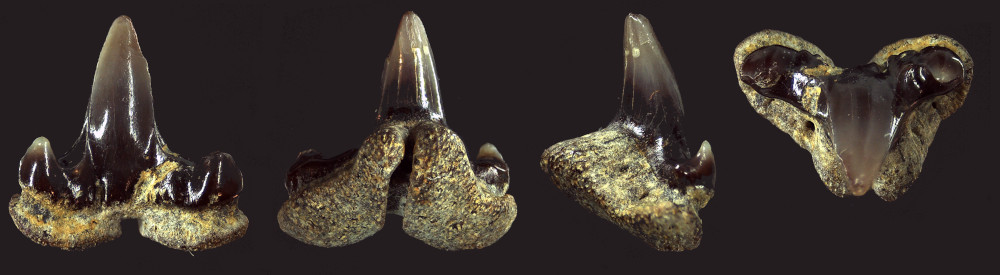 Pachyscyllium dachiardii (LAWLEY, 1876)