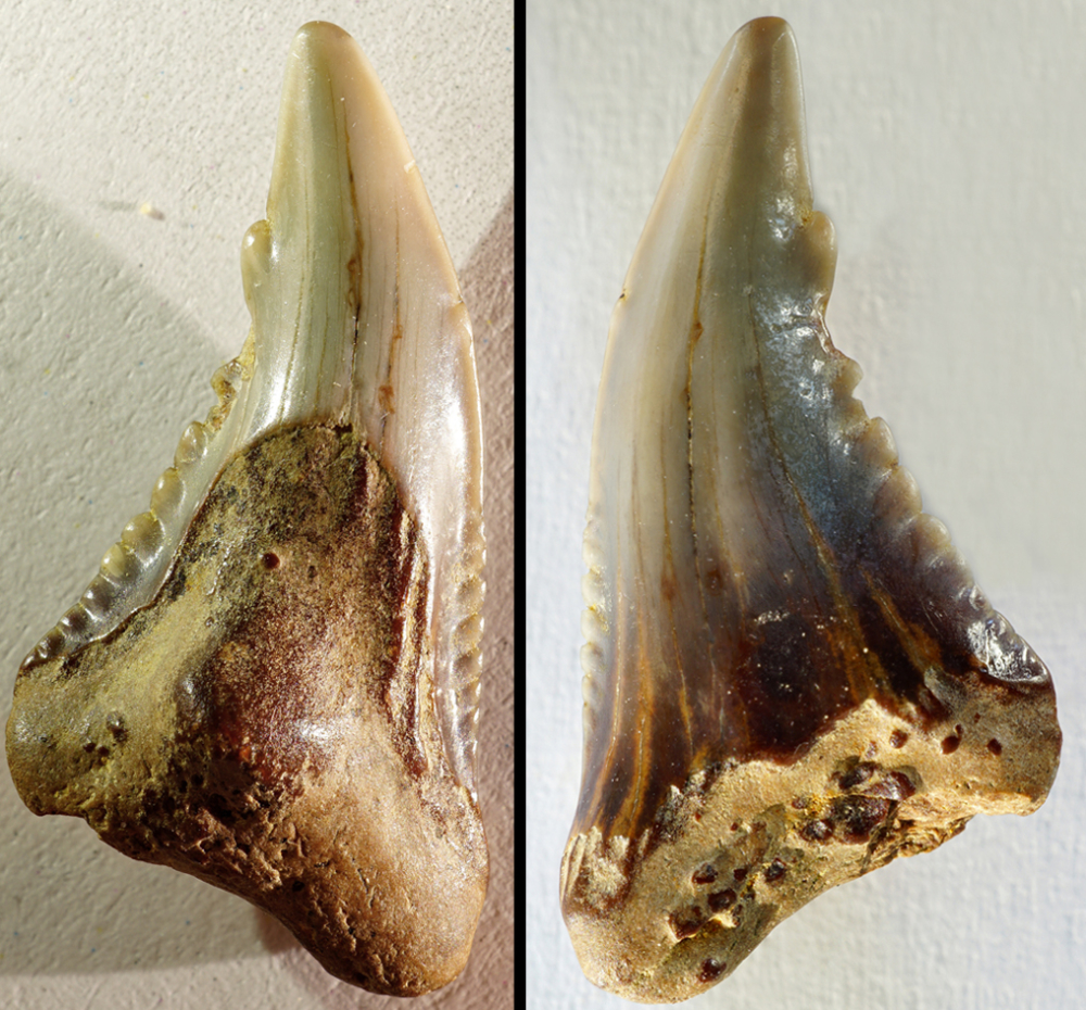 Hemipristis serra