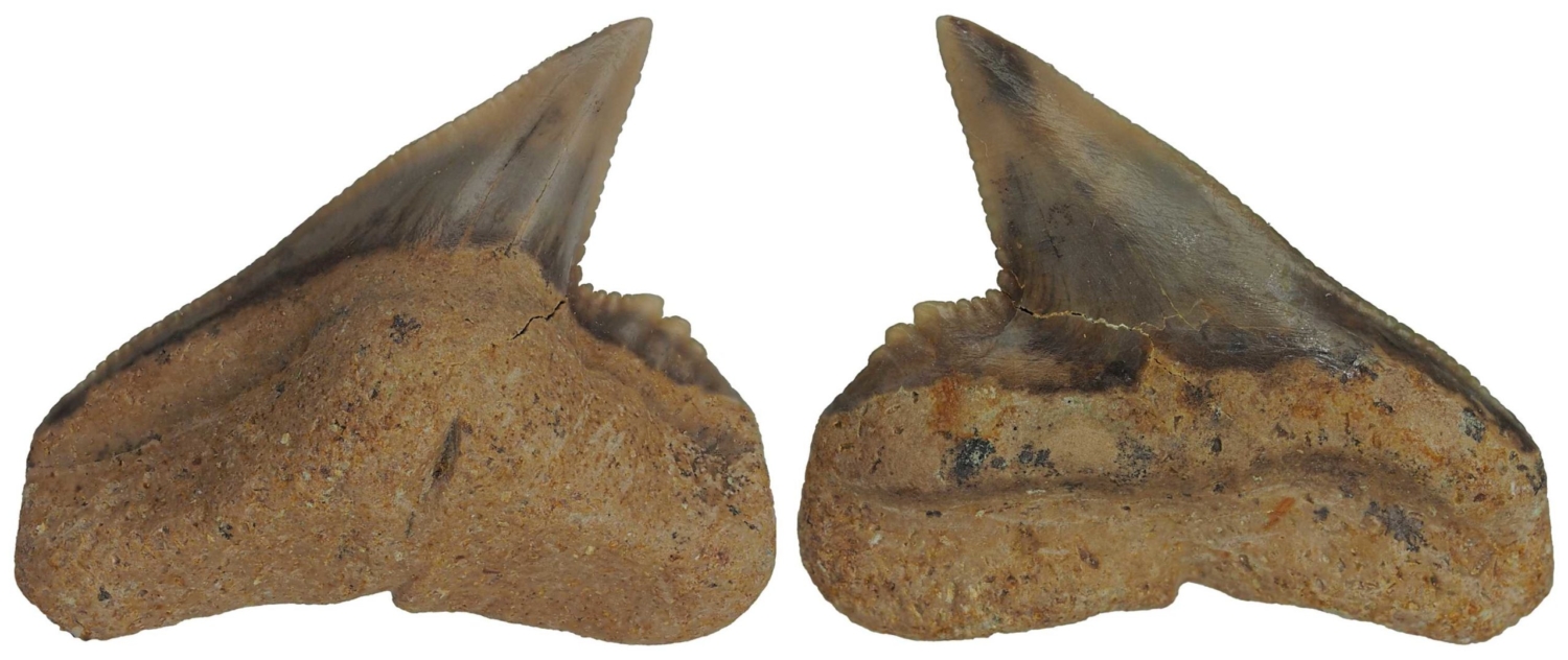 Galeocerdo
