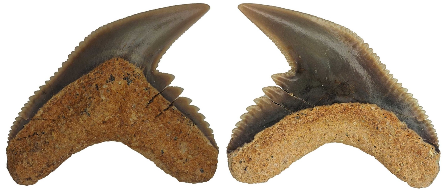 Galeocerdo