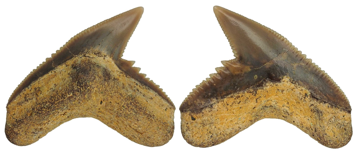 Galeocerdo