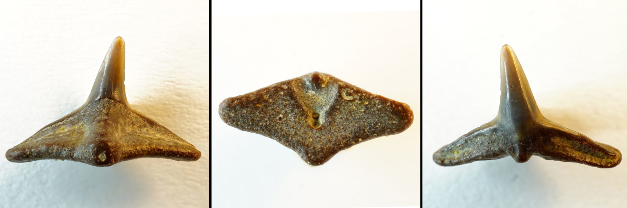 Squatina sp., lateraler Oberkieferzahn, Breite 13mm, Holzbach nähe Passau, Bayern, Ottnangium, (NHMW1990/1487/0018)