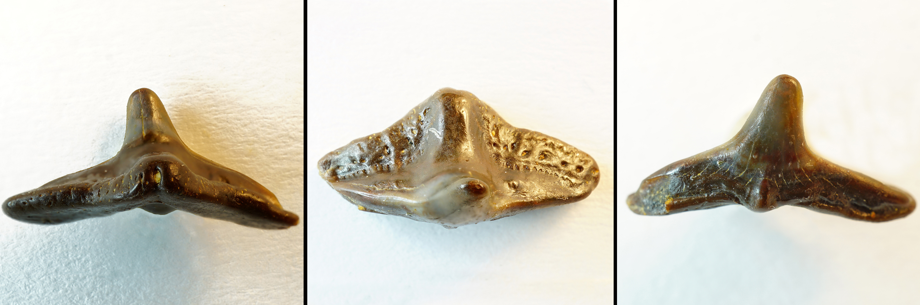 Squatina sp. Haie und Rochen der Molasse