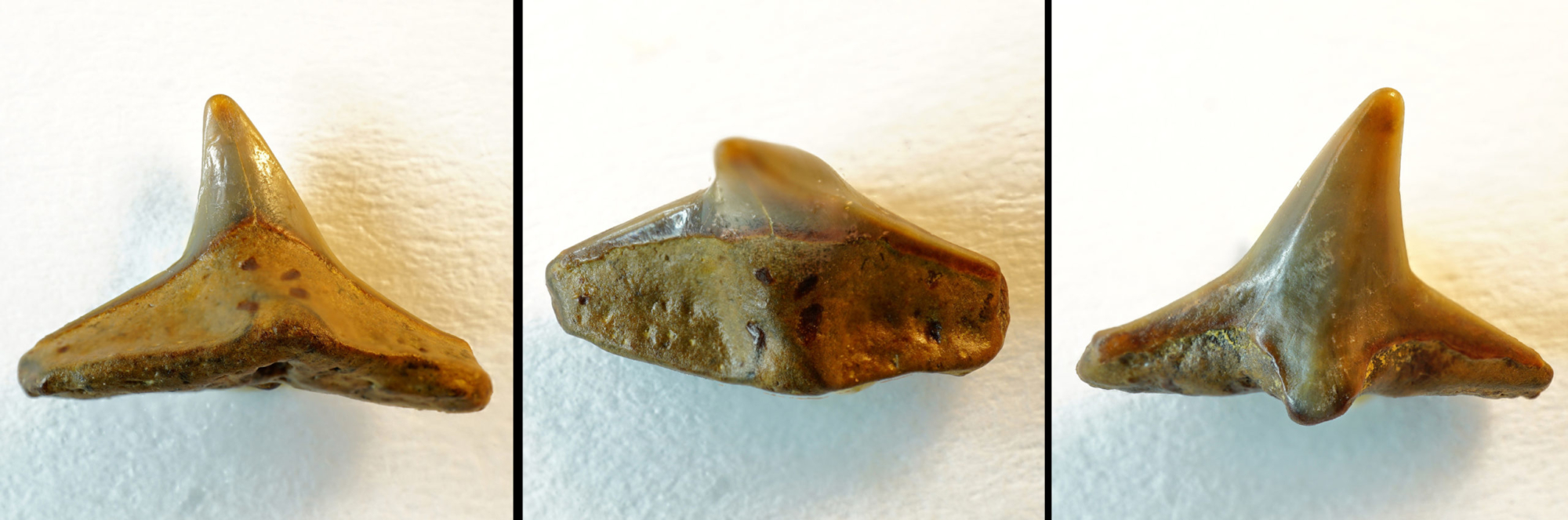 Squatina sp., lateraler Oberkieferzahn, Breite 11mm, Holzbach nähe Passau, Bayern, Ottnangium, (NHMW/1990/1487/0018)