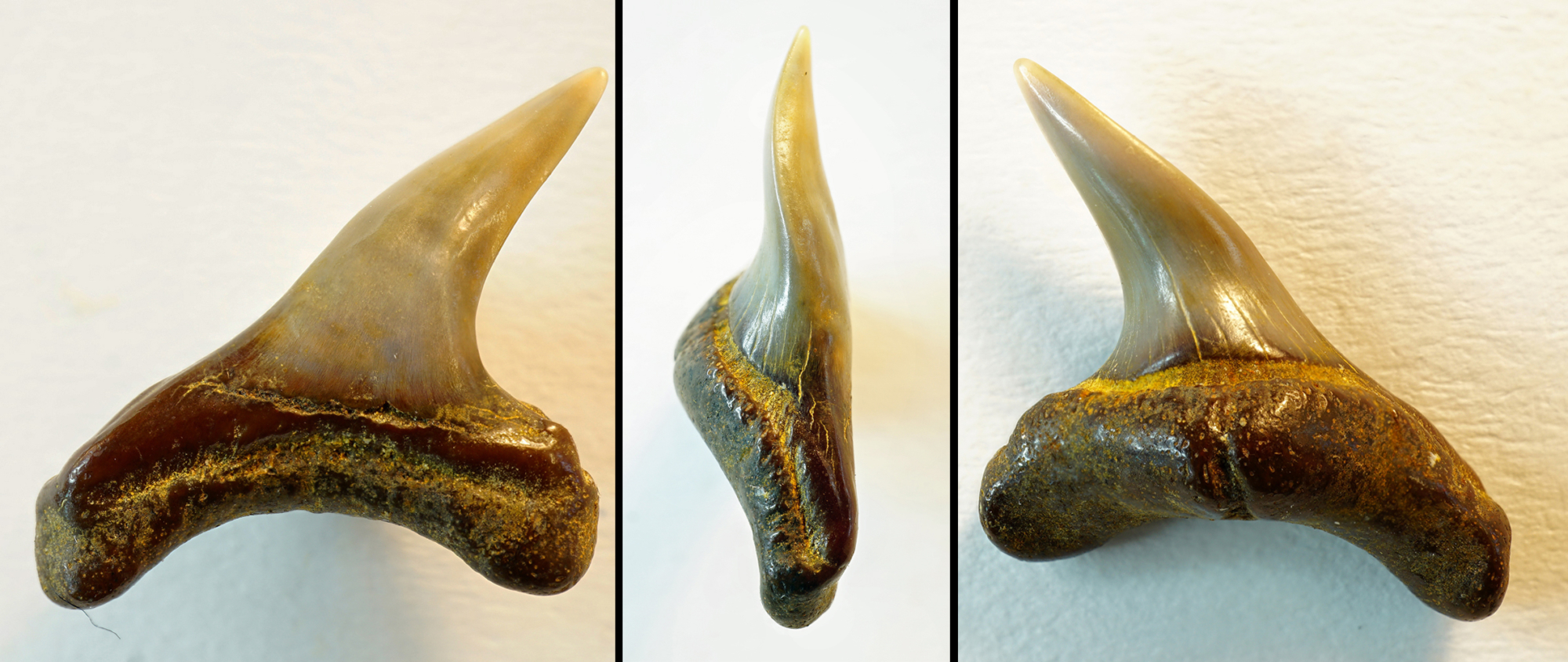 Alopias exigua, lateraler Zahn, Höch nähe Passau, Bayern, NHMW1990/1487/0188