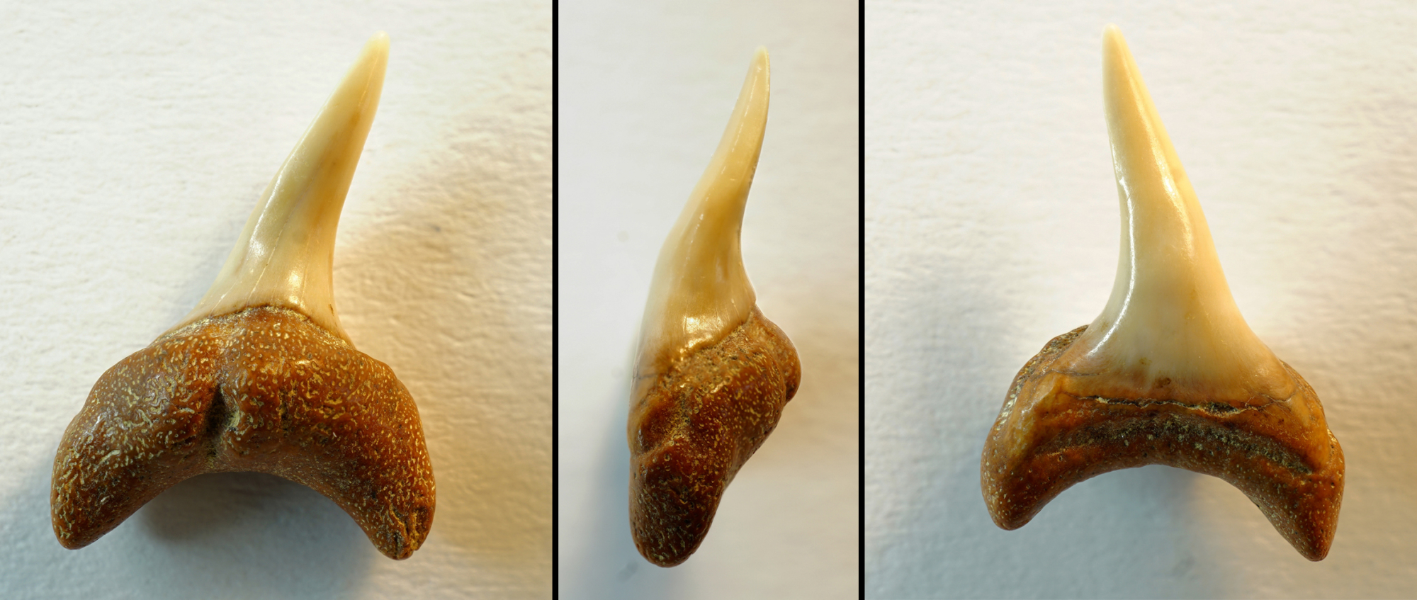 Alopias exigua, lateraler Zahn, Höch nähe Passau, Bayern, NHMW1990/1487/0189