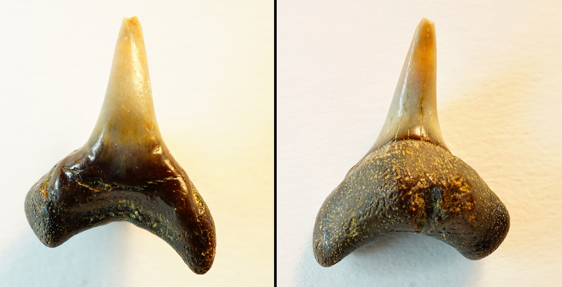 Alopias exigua, anteriorer Zahn, Höch nähe Passau, Bayern, NHMW1990/1487/0189
