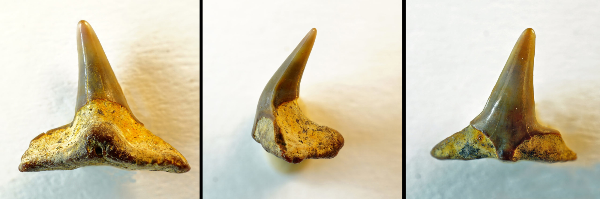 Squatina sp., anteriorer Unterkieferzahn, Breite 9mm, Höch, Bayern, Ottnangium, (NHMW/1990/1488/0017)