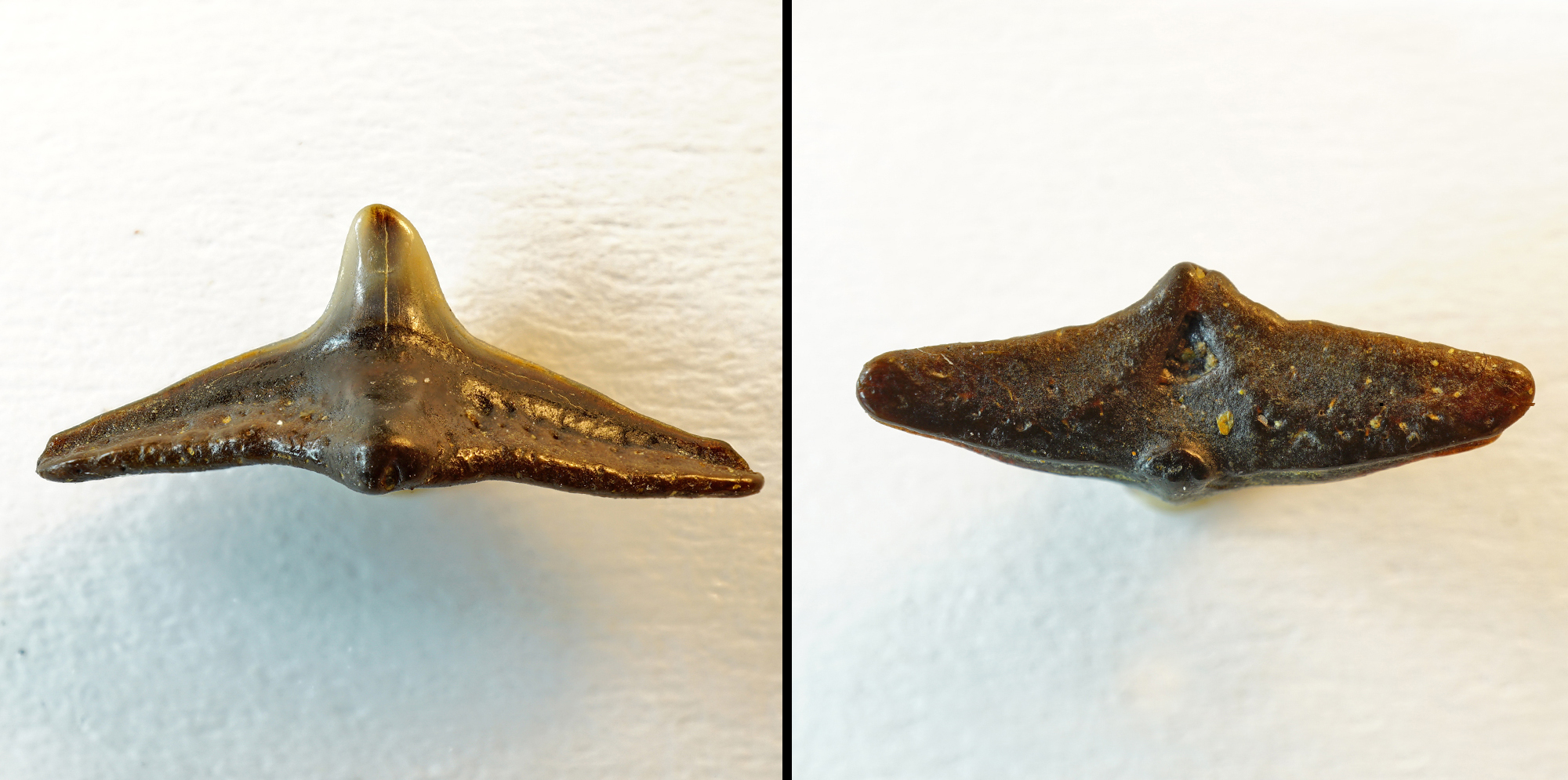 Squatina sp., lateraler Oberkieferzahn, Breite 12mm, Holzbach nähe Passau, Bayern, Ottnangium,(NHMW/1990/1489/0055)