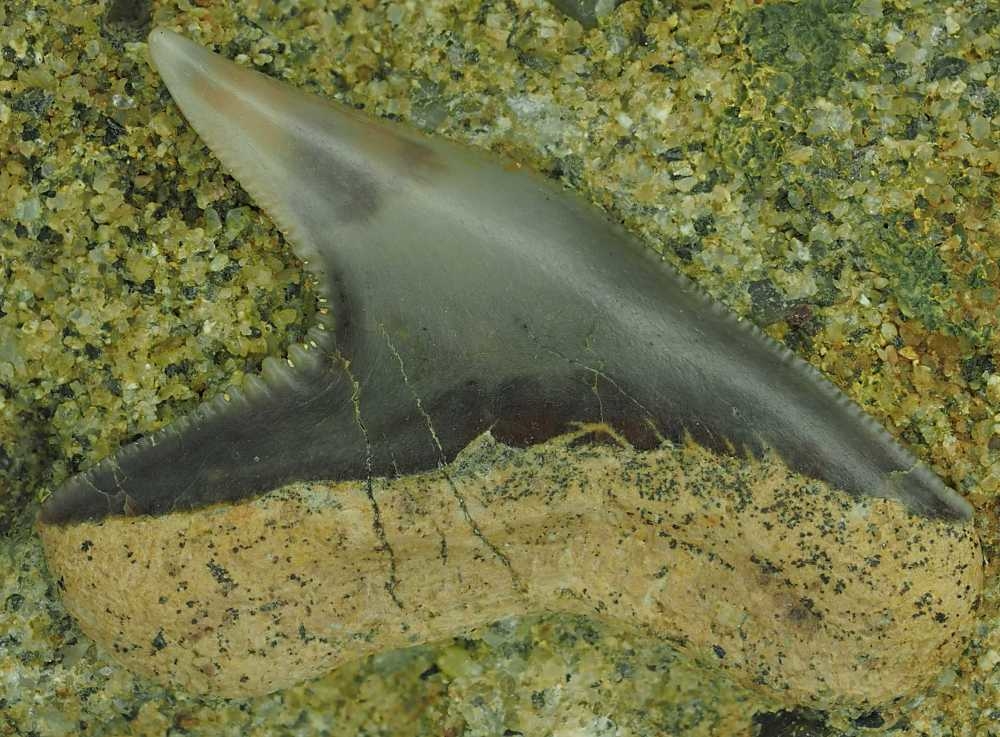 Galeocerdo