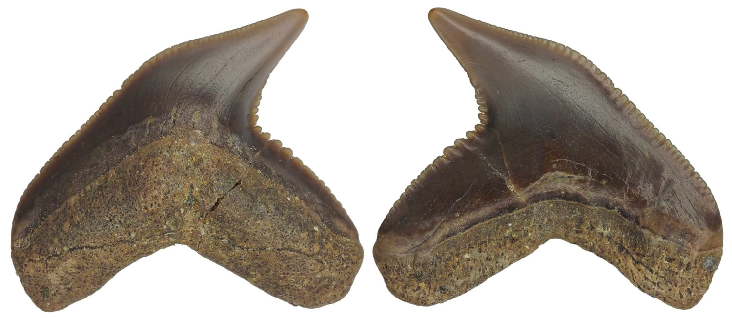 Galeocerdo