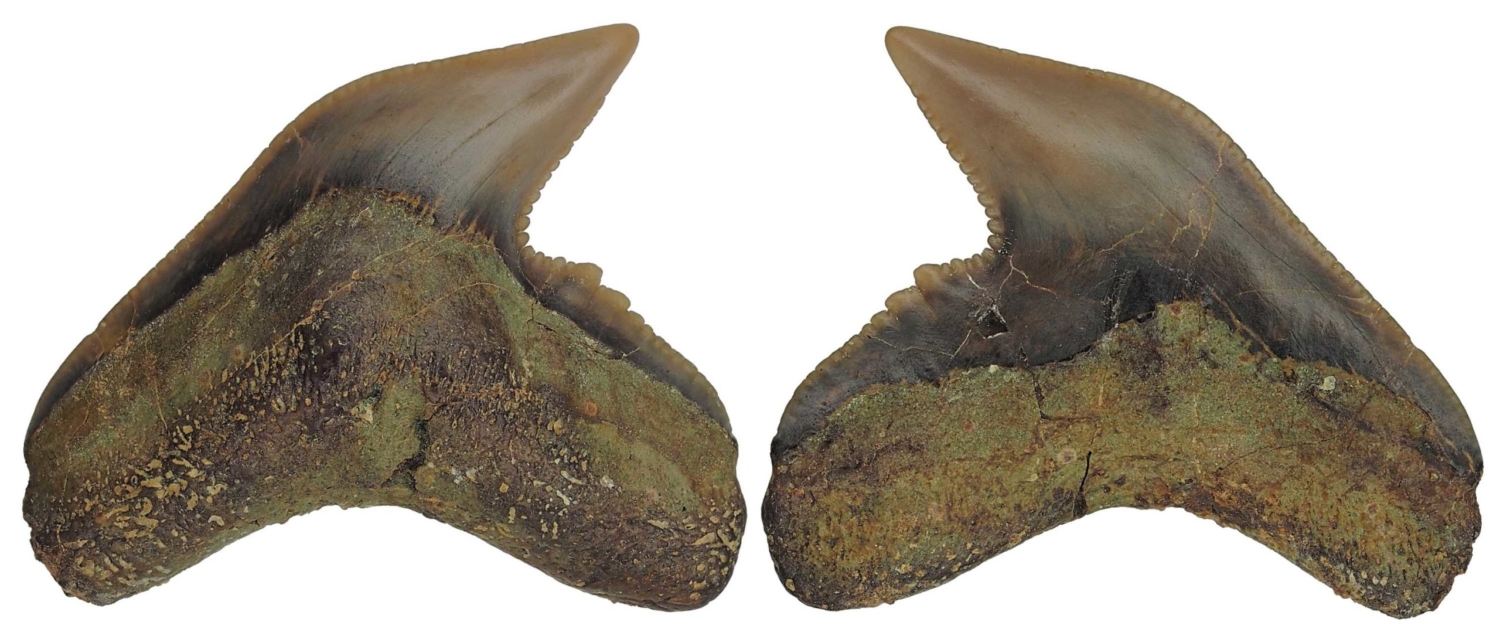 Galeocerdo