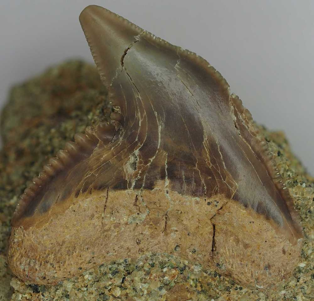 Galeocerdo