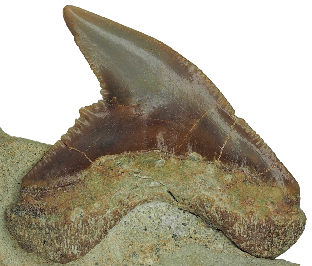 Galeocerdo