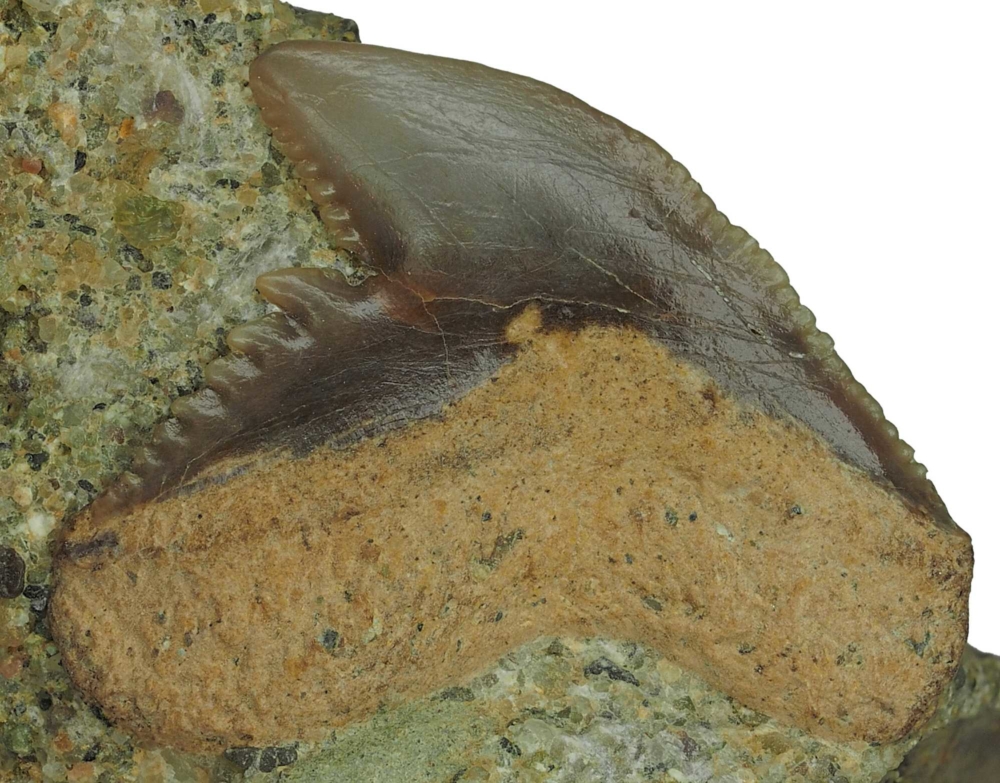 Galeocerdo