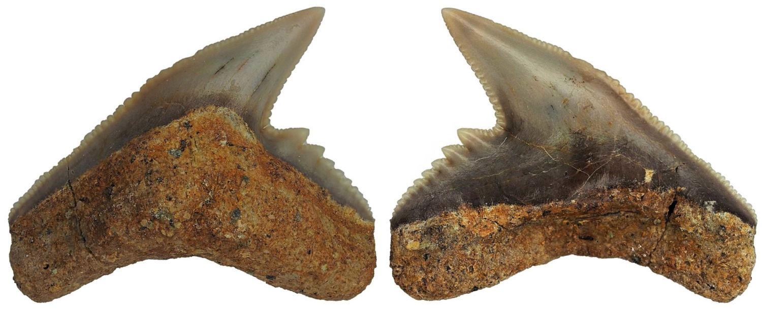 Galeocerdo