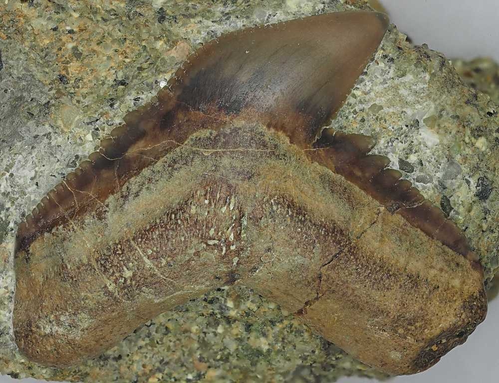Galeocerdo
