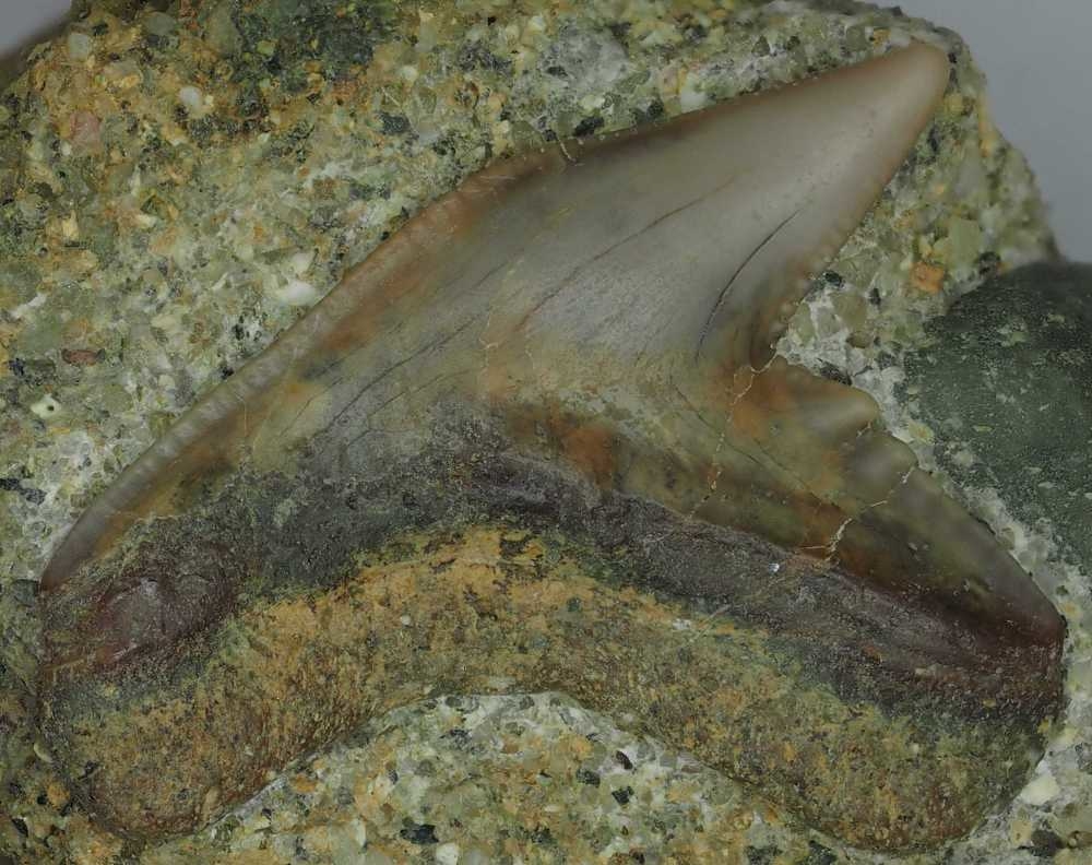 Galeocerdo