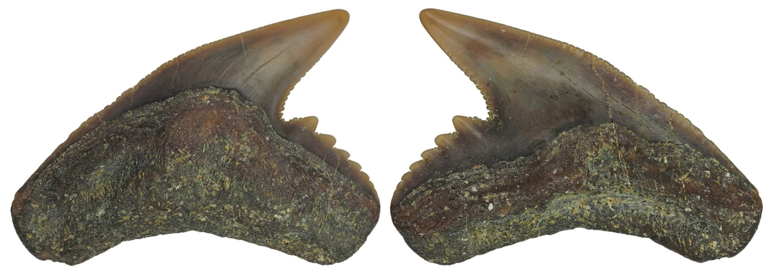 Galeocerdo