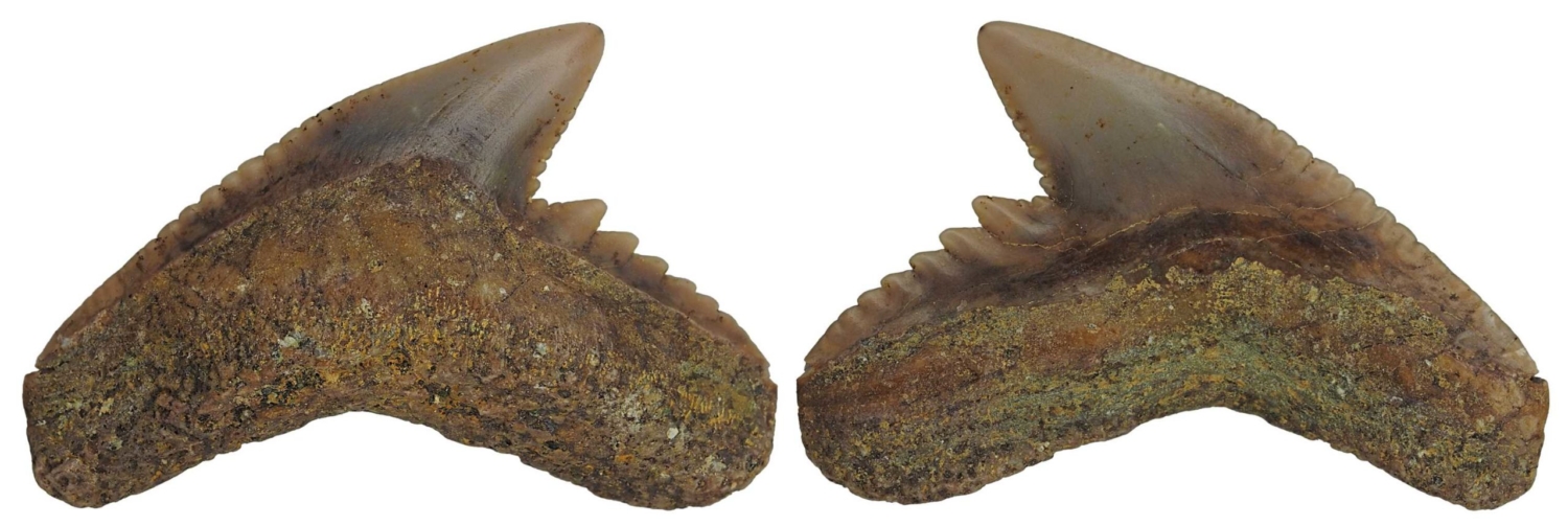 Galeocerdo