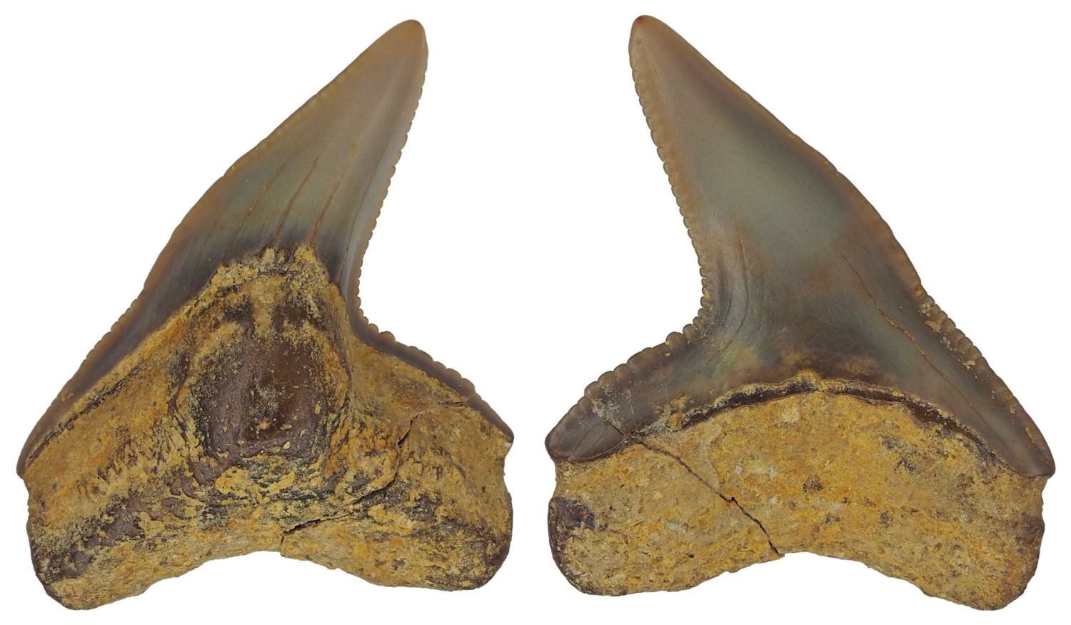 Galeocerdo