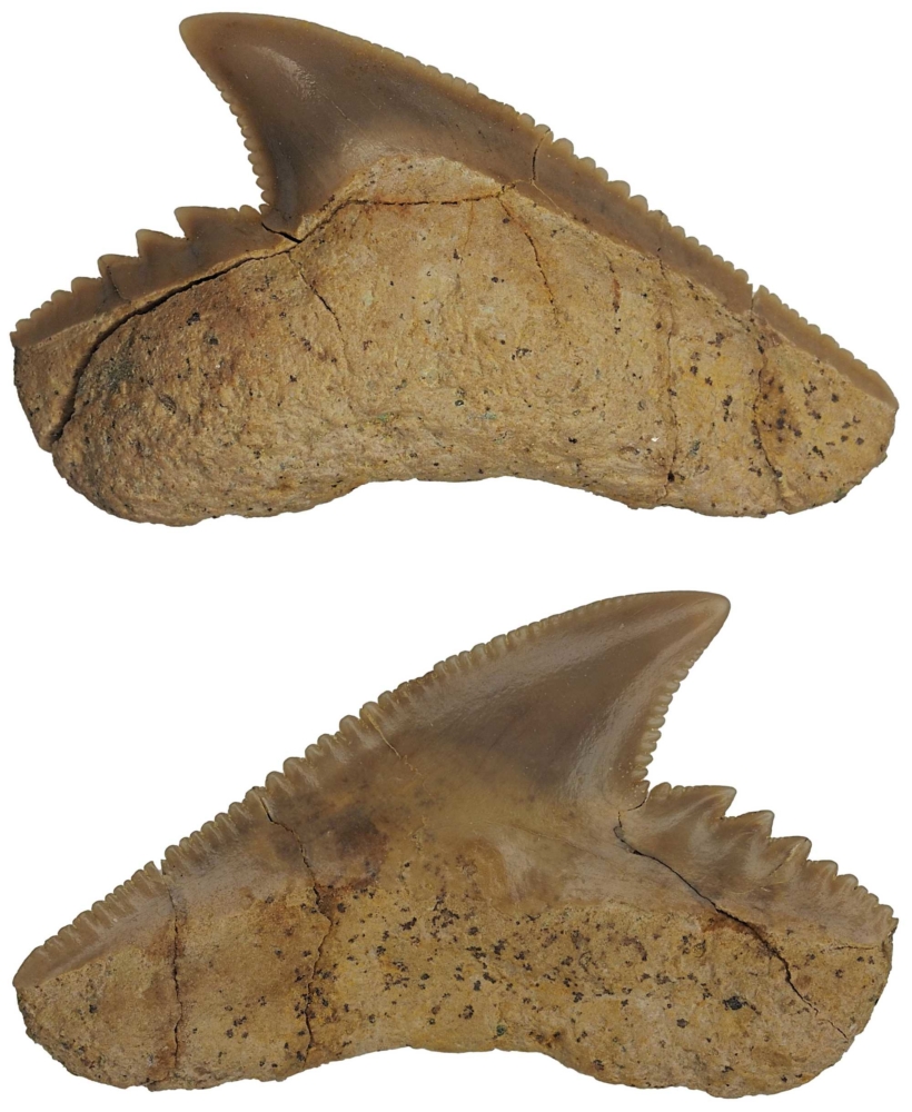 Galeocerdo