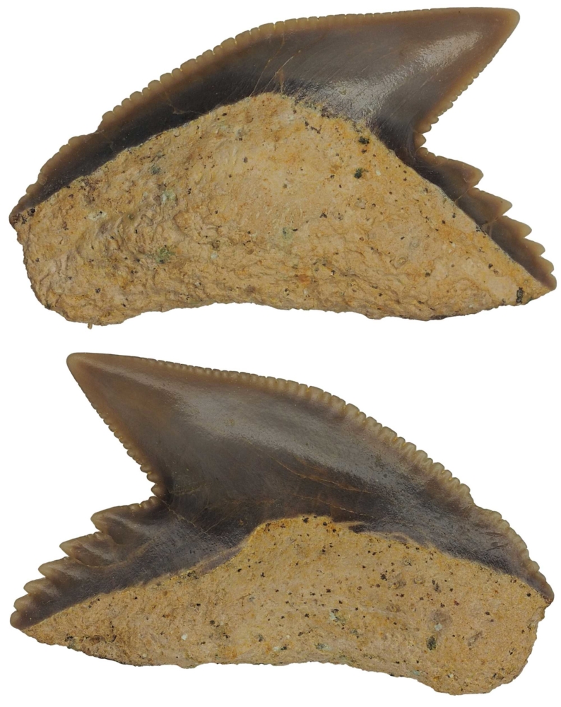 Galeocerdo