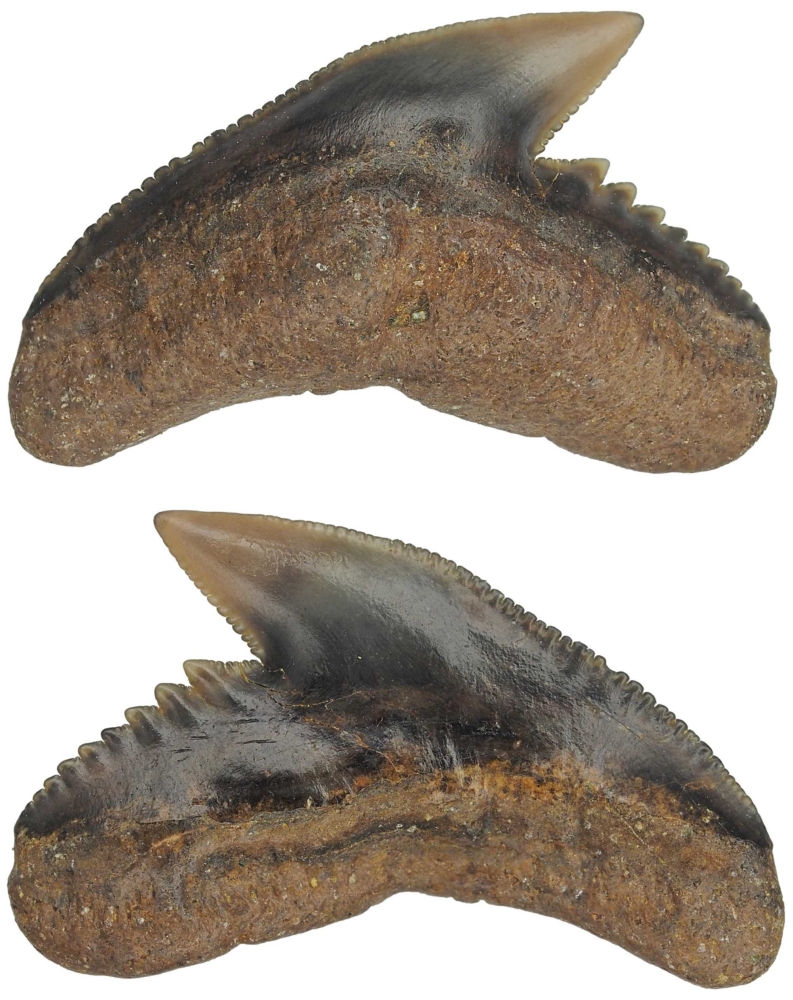 Galeocerdo