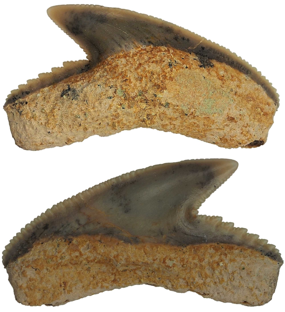 Galeocerdo