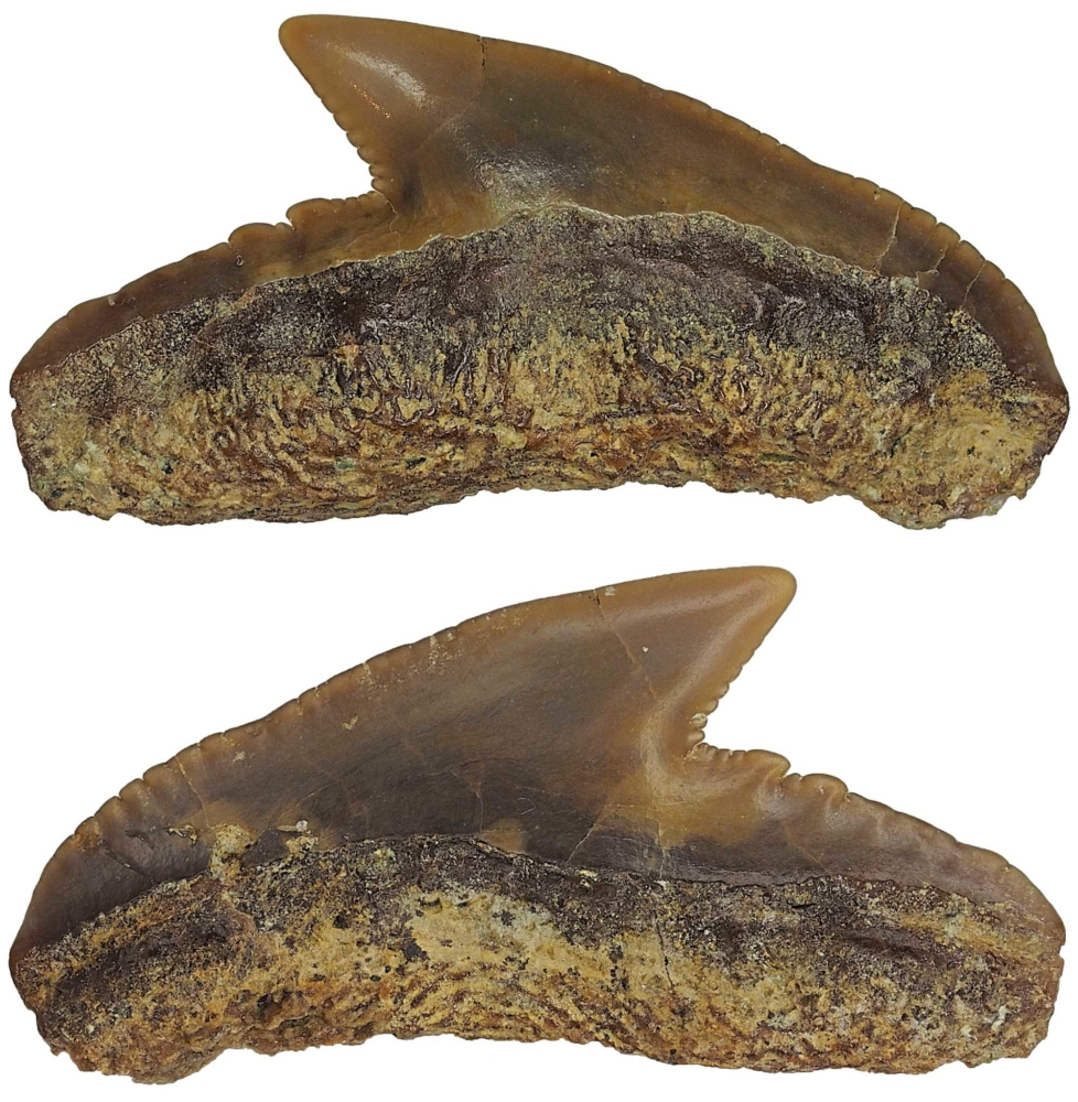 Galeocerdo