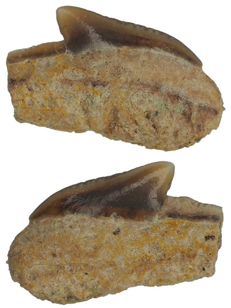 Galeocerdo