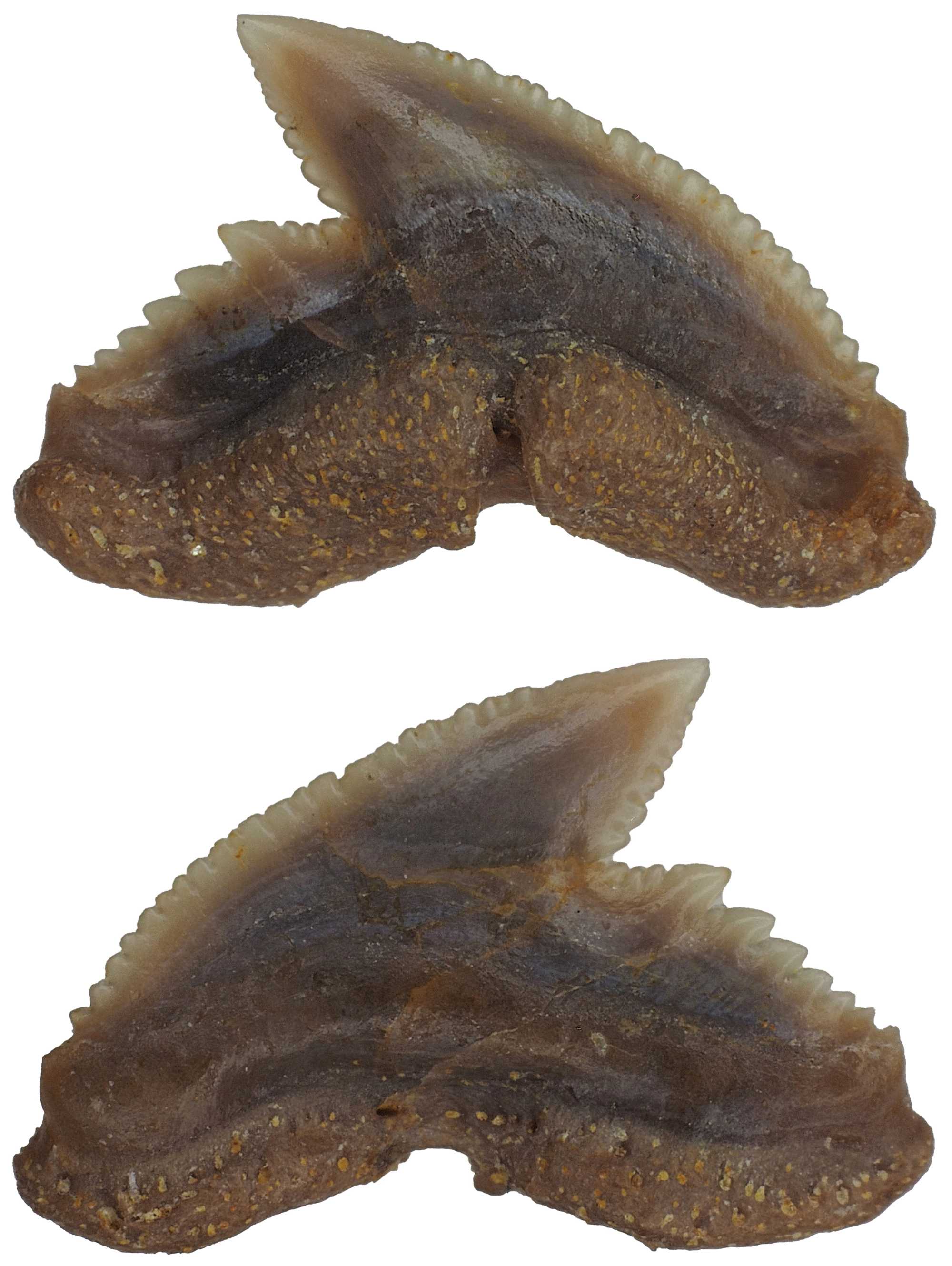 Galeocerdo aduncus Haie und Rochen der Molasse