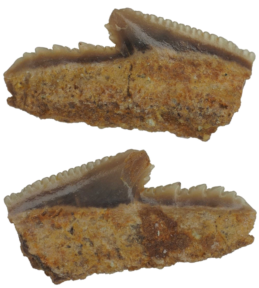 Galeocerdo