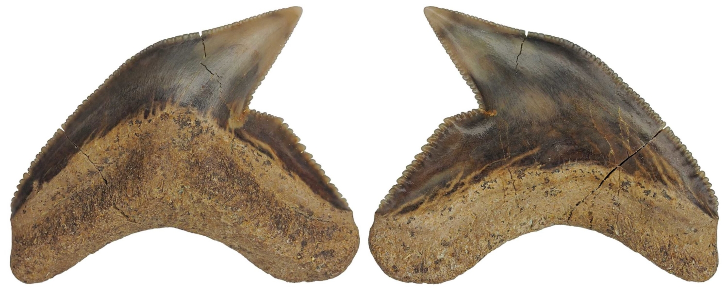 Galeocerdo