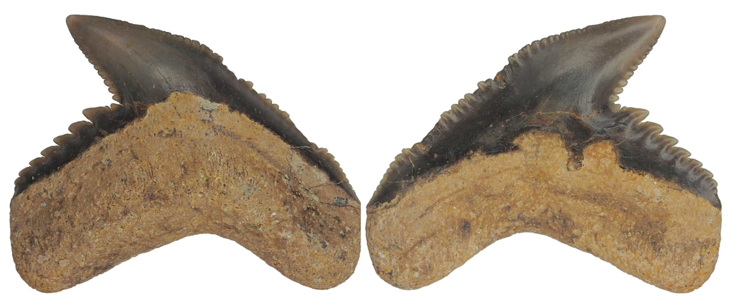 Galeocerdo