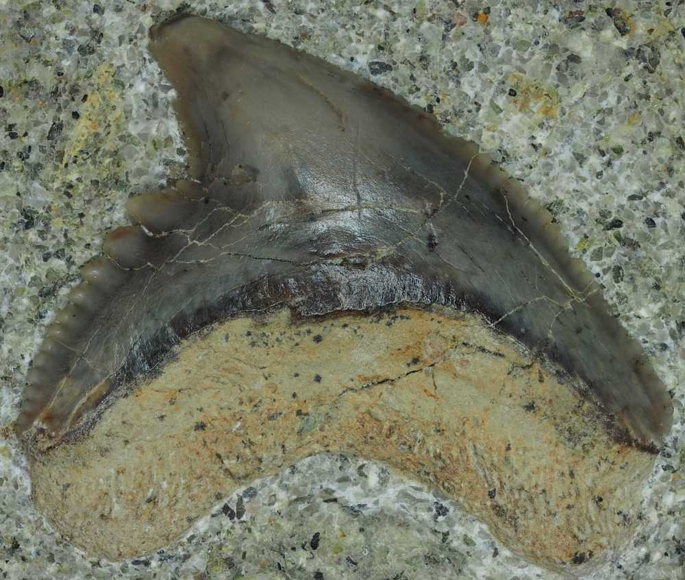 Galeocerdo