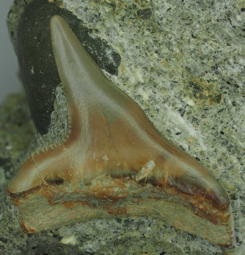 Galeocerdo