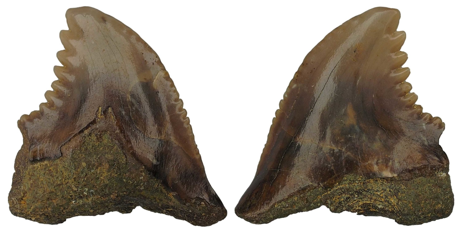 Hemipristis serra