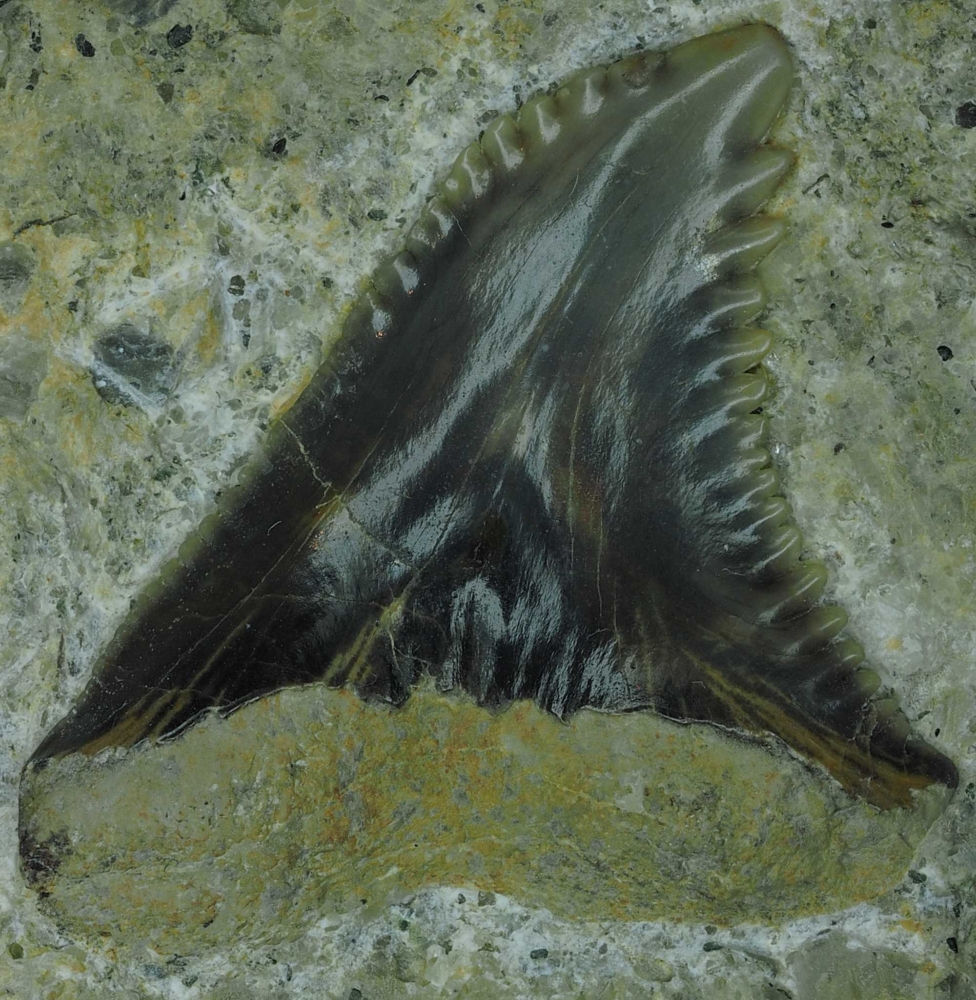 Hemipristis serra