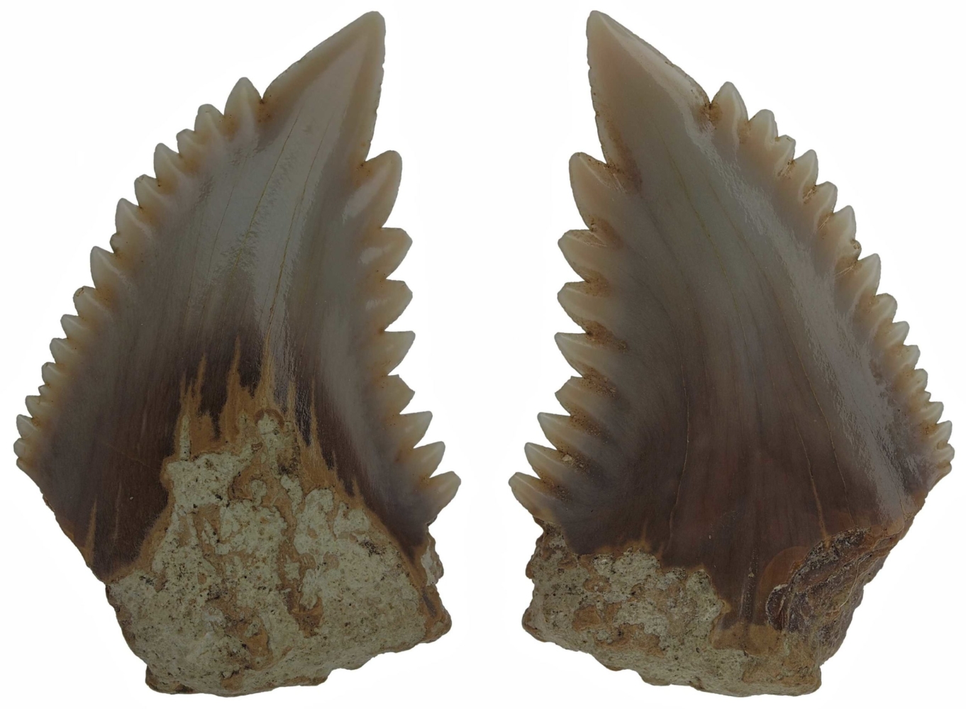 Hemipristis serra